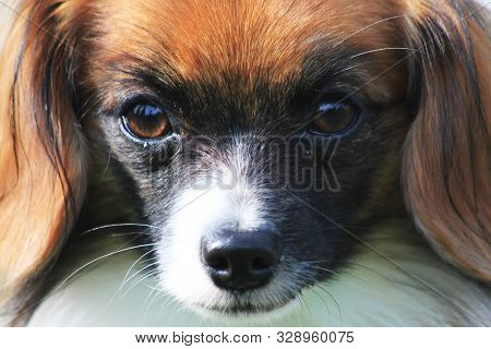 Face Of Phalene Dog
