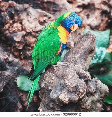 The Coconut Lorikeet In The Rainforest In The Covered Park The Orchideeën Hoeve In The Netherlands