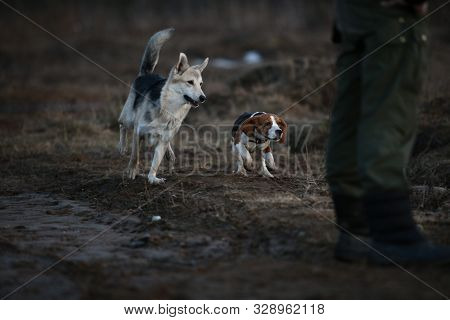 Two Dogs Having Fun At Meadow In Sunset