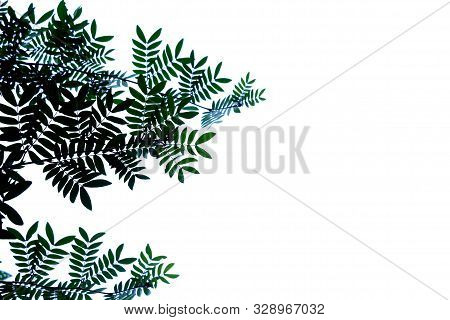 Wild Tamarind Leaves With Branches On White Isolated Background For Green Foliage Backdrop And Copy 