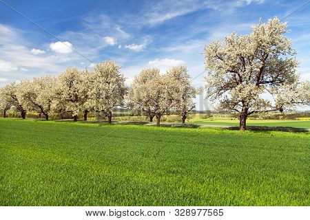 Road And Alley Of Flowering Cherry Trees In Latin Prunus Cerasus With Beautiful Sky. White Colored F