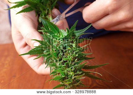 Grover Cuts Fresh Buds Of Medical Cannabis,trimming And Pruning   Marijuana On Wooden Table.