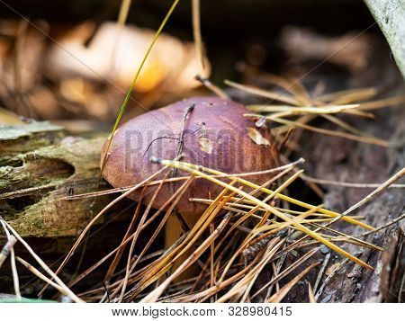 Edible Polish Mushroom (polonica Boletus) In Pine Needles In The Forest, Macro
