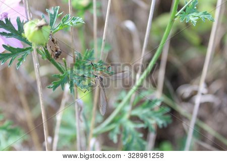 The Picture Shows A March Crane Fly