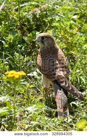 Young Kestrel Falcon (falco Tinnunculus) Closeup Sits In The Grass