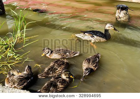 Playful Ducks On The Red Lake (also Known As Lake Ghilcoş Or The Killer Lake) Which Is A Natural Dam