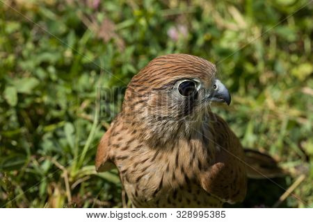 Portrait Of A Young Kestrel Falcon (falco Tinnunculus) Closeup