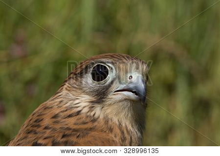 Portrait Of A Young Kestrel Falcon (falco Tinnunculus) Closeup