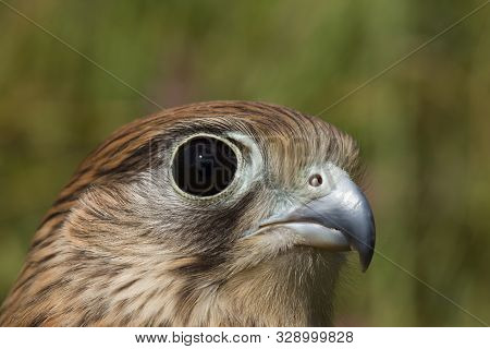Portrait Of A Young Kestrel Falcon (falco Tinnunculus) Closeup