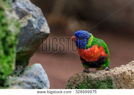 Colorful Parrot In Loro Park In Tenerife Canary Islands. Spain