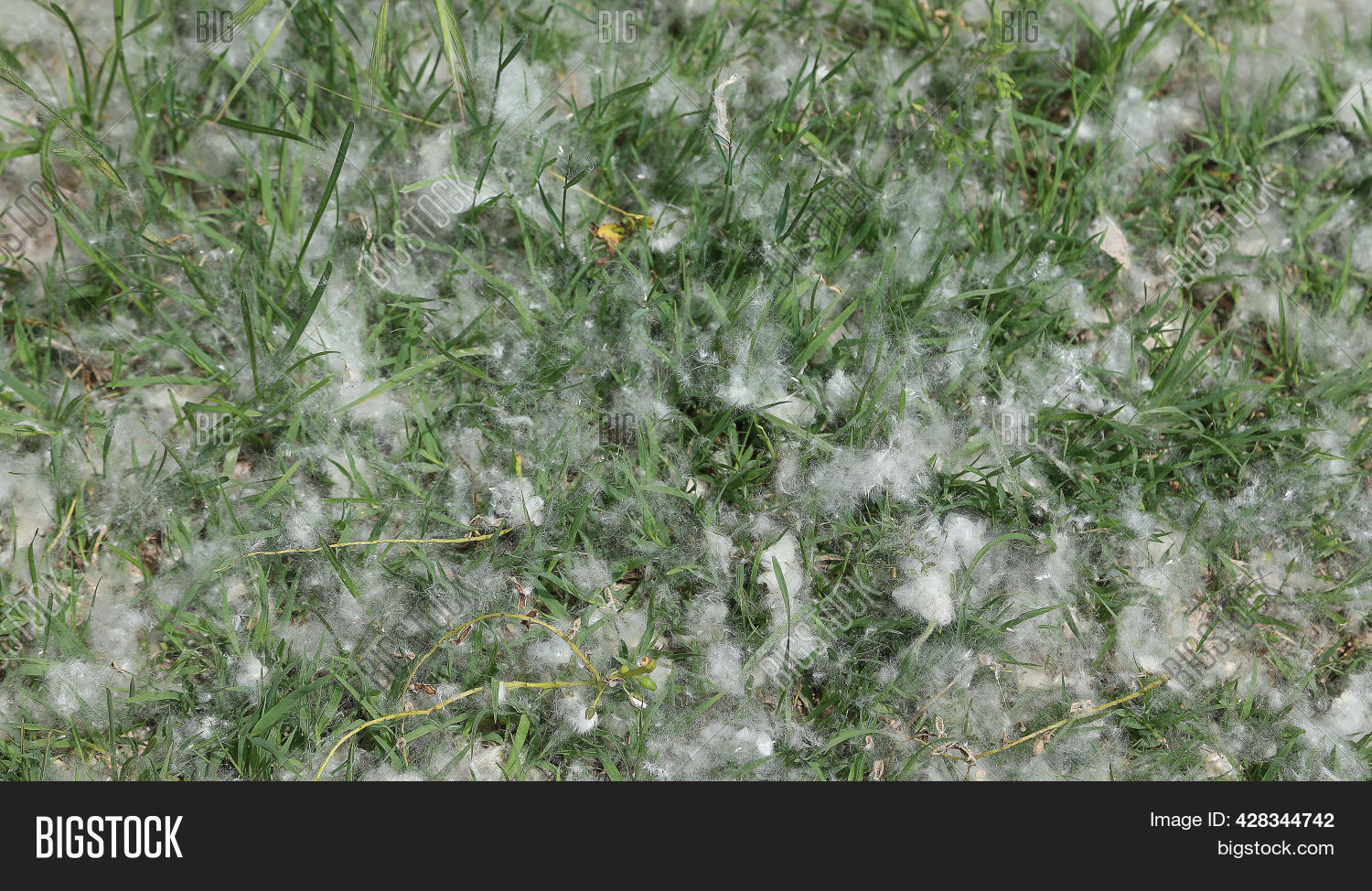 White Pollen That Look Image & Photo (Free Trial) Bigstock