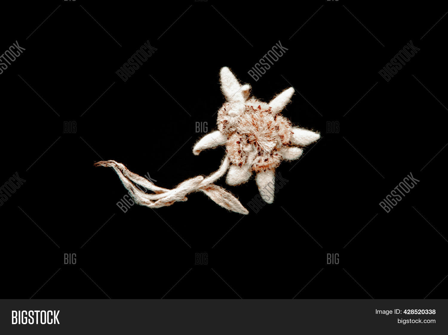Dried Edelweiss Flower Image & Photo (Free Trial) Bigstock