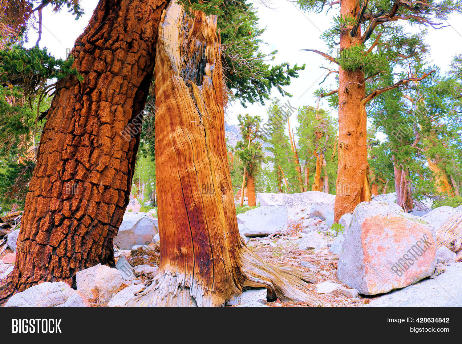 lodgepole-pine-trees-image-photo-free-trial-bigstock