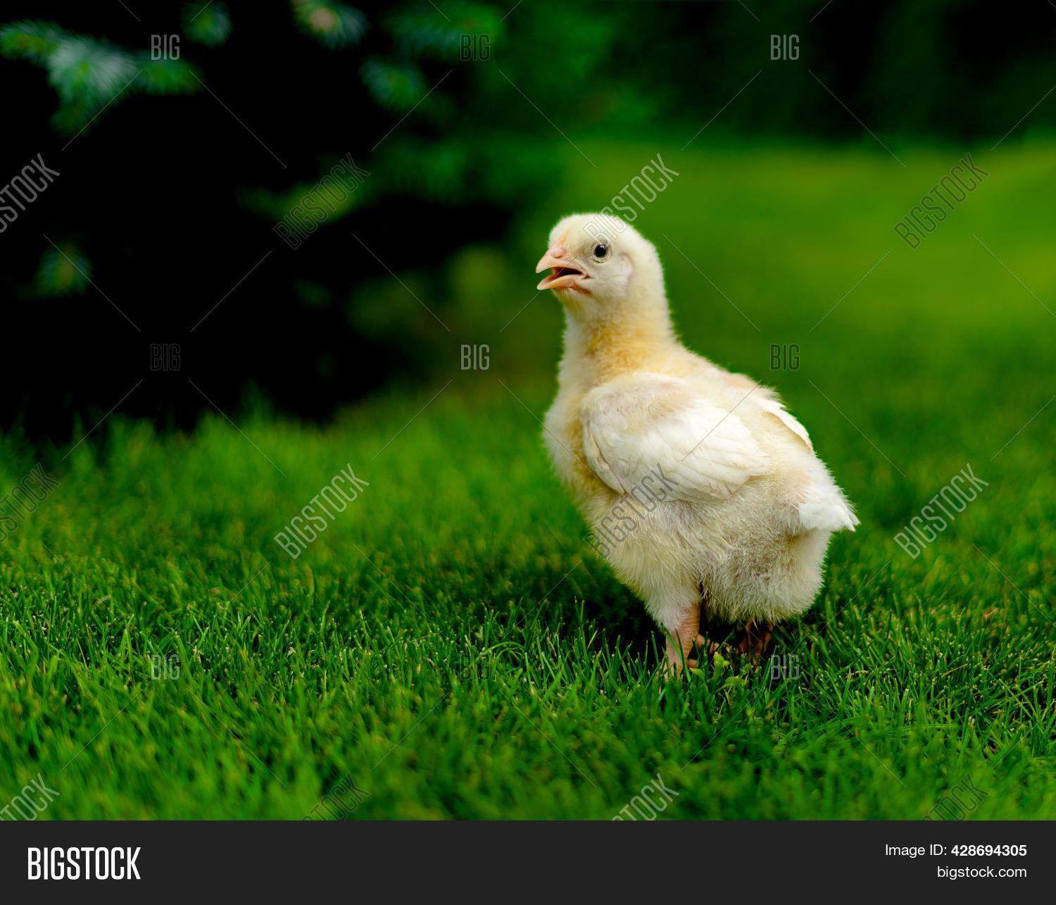Small Broiler Chicken Image & Photo (Free Trial) Bigstock