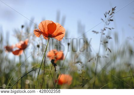 Papaver. Red Poppy, Delicate Flower. Red Poppies Are Blooming In The Field. Field Of Bright Red Corn