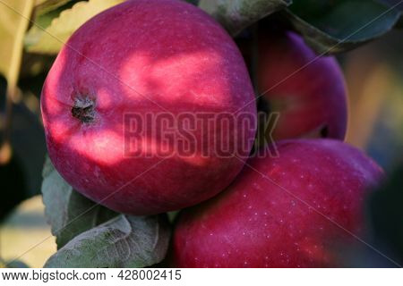 Ripe Red Apples Lit By The Sun Hang On A Tree Branch