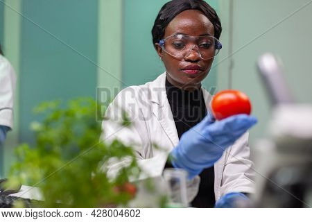 Front View Of Biologist Reseacher Woman Analyzing Tomato Injected With Chemical Dna For Scientific A
