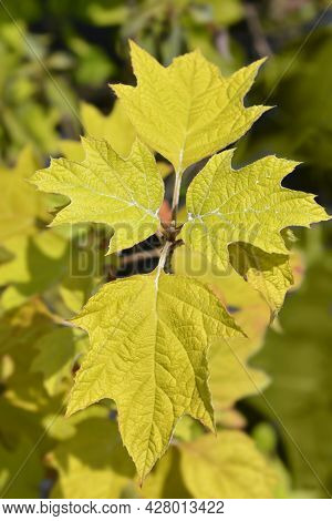 Oakleaf Hydrangea Leaves - Latin Name - Hydrangea Quercifolia