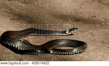 Photography Poisonous Snake In The Desert Close-up.
