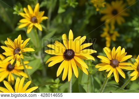 Deams Coneflowers - Latin Name - Rudbeckia Fulgida Var. Deamii (syn. Rudbeckia Deamii)
