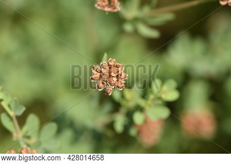 Herb Canary Clover Seeds - Latin Name - Dorycnium Herbaceum (lotus Herbaceus)