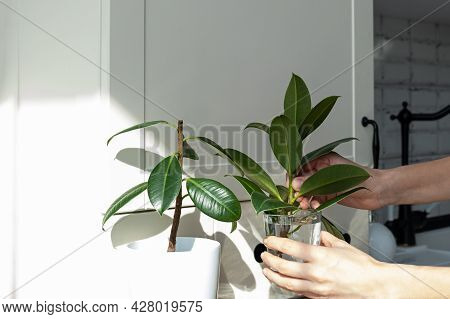 Ficus Cuttings. Breeding Potted Plants. Ficus Elastic
