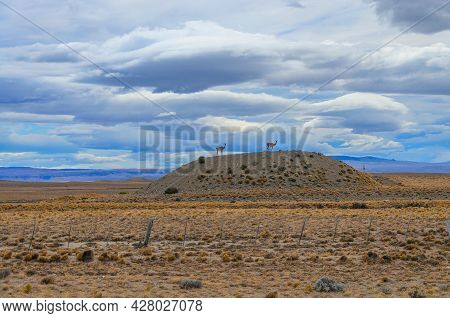 Landscape With Guanacas In Argentina On The Way To Fitzroy. Prairie Landscape On The Road To Fitzroy