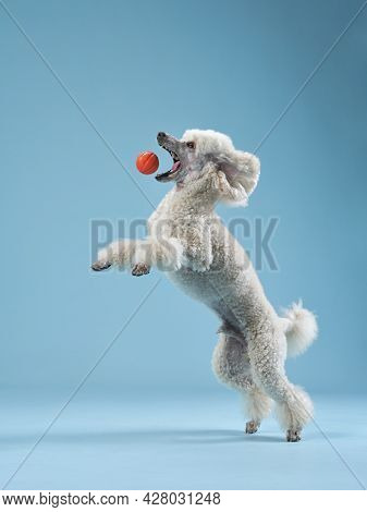 Funny Active Dog Jumping With Ball. Happy Small Poodle On Pink Background