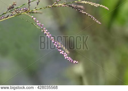 Salt Cedar - Latin Name - Tamarix Ramosissima