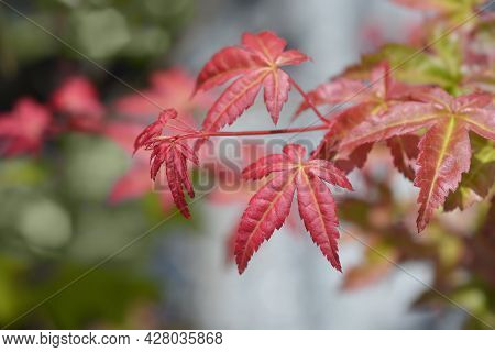Japanese Maple Shin-deshojo - Latin Name - Acer Palmatum Shin-deshojo