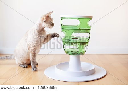 Devon Rex Cat Plays With Smart Toy Green Color Food Tree - Which Stimulates Instinct By Enticing Fel