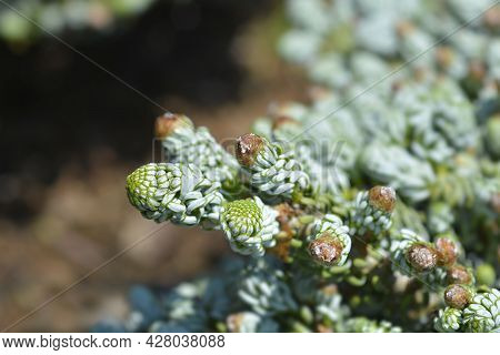 Korean Fir Kohouts Ice Breaker - Latin Name - Abies Koreana Kohouts Ice Breaker