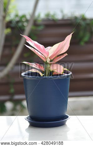 Aglaonema, Aglaonema Commutatum Or Pink Aglaonema Plant