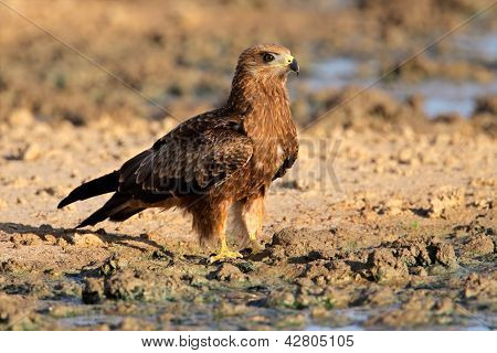Yellow-billed Kite
