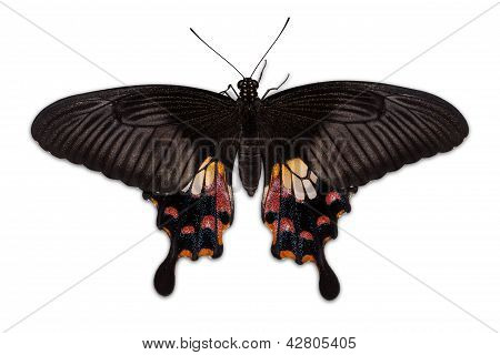 Kvindelige fælles Mormon (papilio Polytes Romulus) sommerfugl