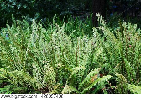 Green Lush Weeds In The Garden Photo