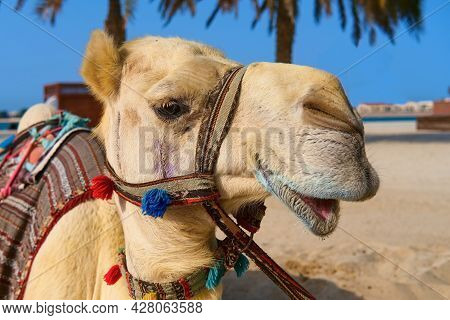 Portrait Of Mature White Purebred Friendly Arabic Or Somali Camel Dromedary, Wearing Festive Decorat