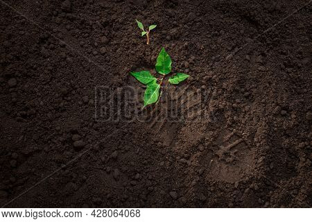 Broken Green Plant, Trampled Young Sprout Of A Tree On The Ground, Footprints Of A Soldier's Boot On