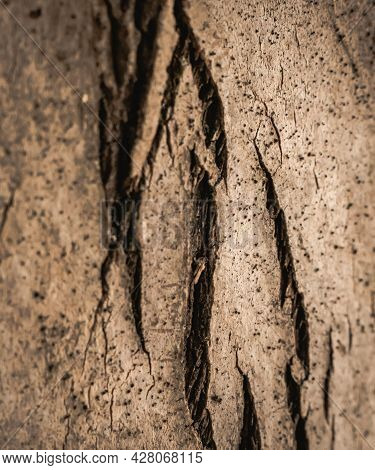 Vertical Hard Wood Crack Down Lines Split Base On Outermost Layer Of Palm Tree Bark Tissue Surface S