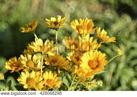 Yellow Chamomile Heliopsis In The Garden On A Bush