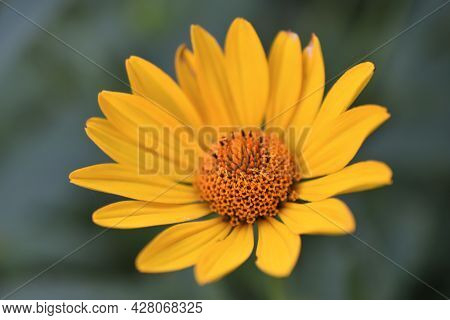 Yellow Chamomile Heliopsis In The Garden On A Bush