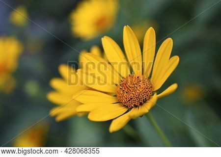 Yellow Chamomile Heliopsis In The Garden On A Bush