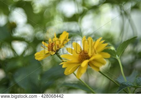 Yellow Chamomile Heliopsis In The Garden On A Bush