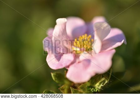 Large Beautiful Pink Flowers Lapchatka Lat. Potentilla