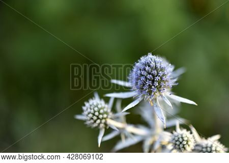 Echinops Thistle With Blue Flowers Close-up Old