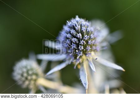 Echinops Thistle With Blue Flowers Close-up Old