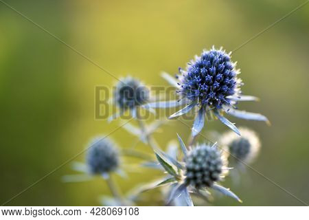 Echinops Thistle With Blue Flowers Close-up Old