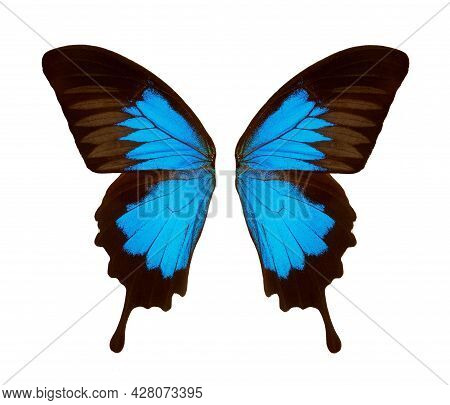 Wings Of A Butterfly Ulysses. Ulysses Butterfly Wings Isolated On A White Background.