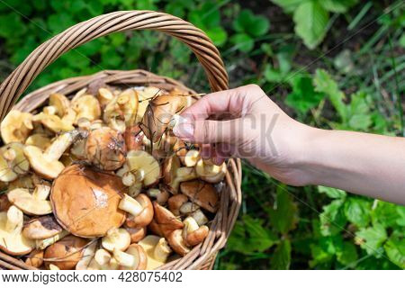 Little Edible Wild Forest Mushroom Called Suillus In Ypung Woman Hand On Bright Sunlight. Seasonal V