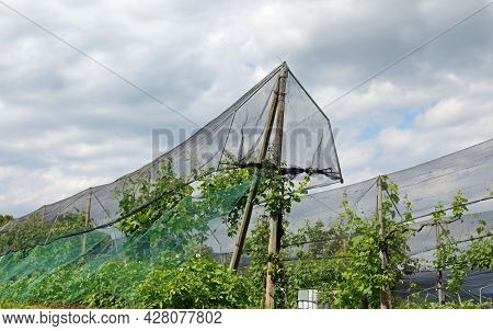 Hail Nets For The Protection Of The Orchard And Plants